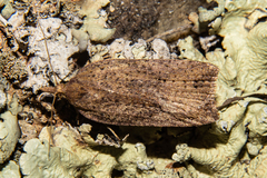 Planotortrix notophaea