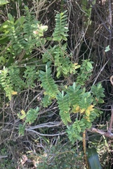 Veronica elliptica