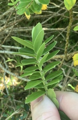 Veronica elliptica
