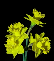Narcissus pseudonarcissus