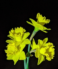 Narcissus pseudonarcissus