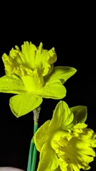 Narcissus pseudonarcissus