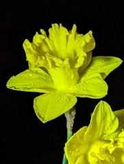 Narcissus pseudonarcissus