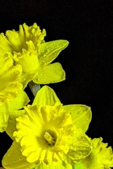 Narcissus pseudonarcissus