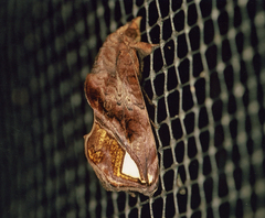 Oraesia nobilis