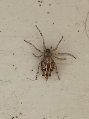 Cyclosa