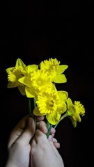 Narcissus pseudonarcissus