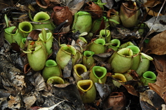Nepenthes ampullaria