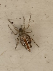 Cyclosa