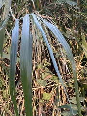 Leymus mollis