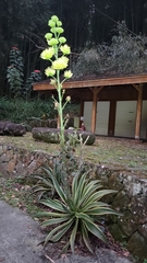 Agave americana