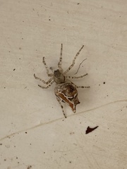 Cyclosa