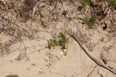 Brassiceae