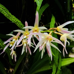 Eria javanica