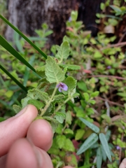 Tremandra stelligera