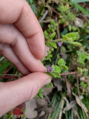 Tremandra stelligera