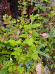 Tremandra stelligera