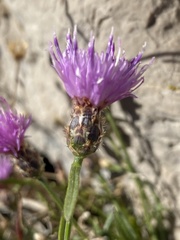 Centaurea biokovensis