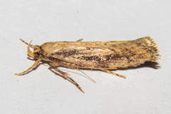 Atomotricha