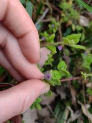Tremandra stelligera