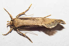 Atomotricha