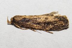 Atomotricha