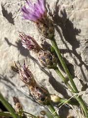Centaurea biokovensis