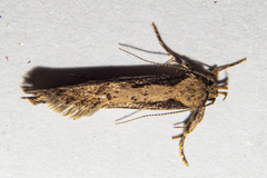 Atomotricha