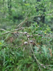 Leptospermum polygalifolium