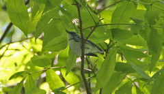 Setophaga cerulea