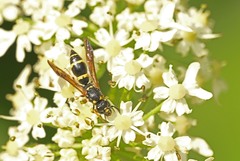 Symmorphus bifasciatus
