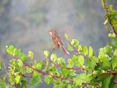 Prinia inornata