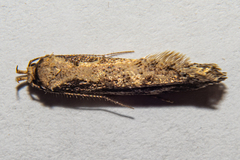 Atomotricha