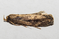 Atomotricha