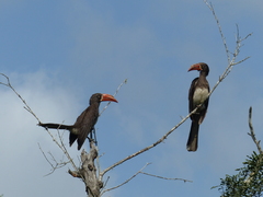 Lophoceros alboterminatus