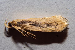 Atomotricha