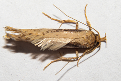 Atomotricha