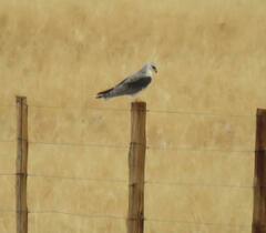 Elanus caeruleus caeruleus