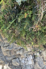 Pellaea rotundifolia