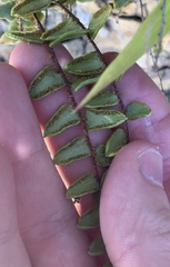 Pellaea rotundifolia