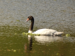Cygnus melancoryphus