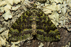 Austrocidaria callichlora