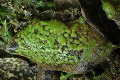 Gongrosira
