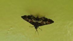 Nacoleia amphicedalis