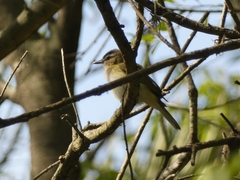 Vireo chivi