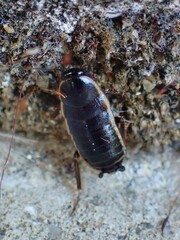 Loboptera decipiens