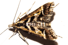 Diasemia grammalis