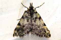 Dichromodes gypsotis