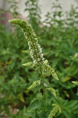 Mentha