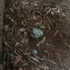 Burhinus capensis